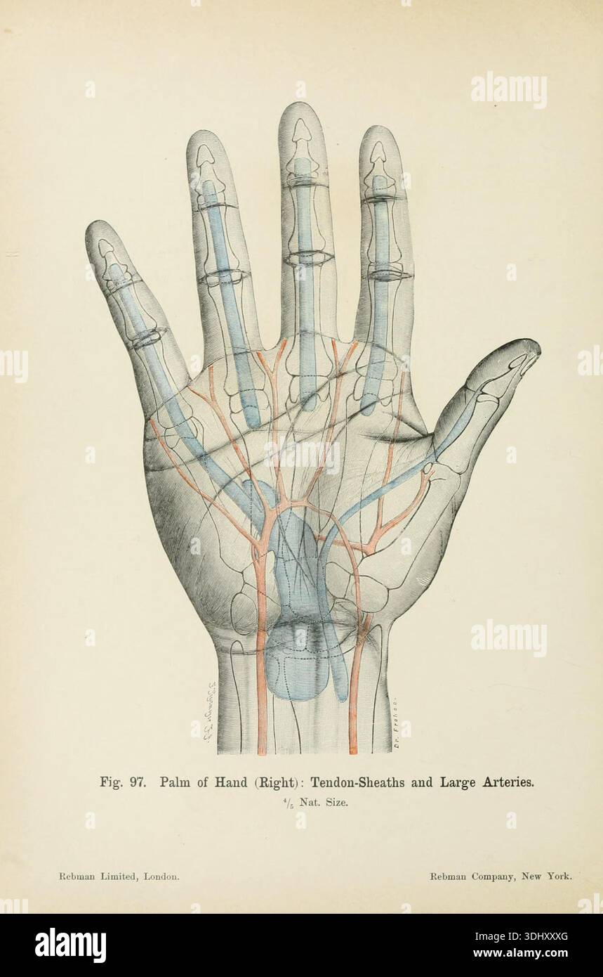 Tendon-Sheaths, and Large Arteries of the Palm of the Right hand ...