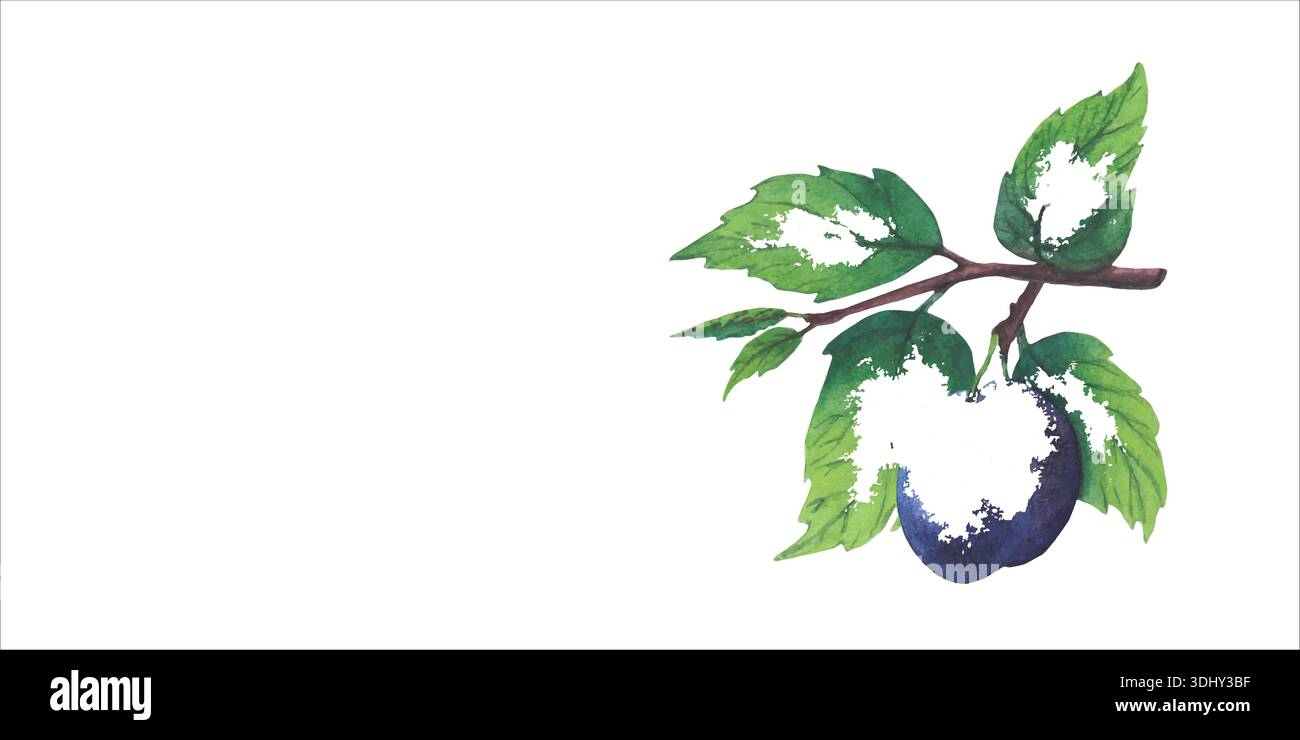 Set of plum fruits. Watercolor Hand drawn illustrations of plum tree branches with green leaves and purple fruits. Botanical illustrations ripe plums Stock Vector