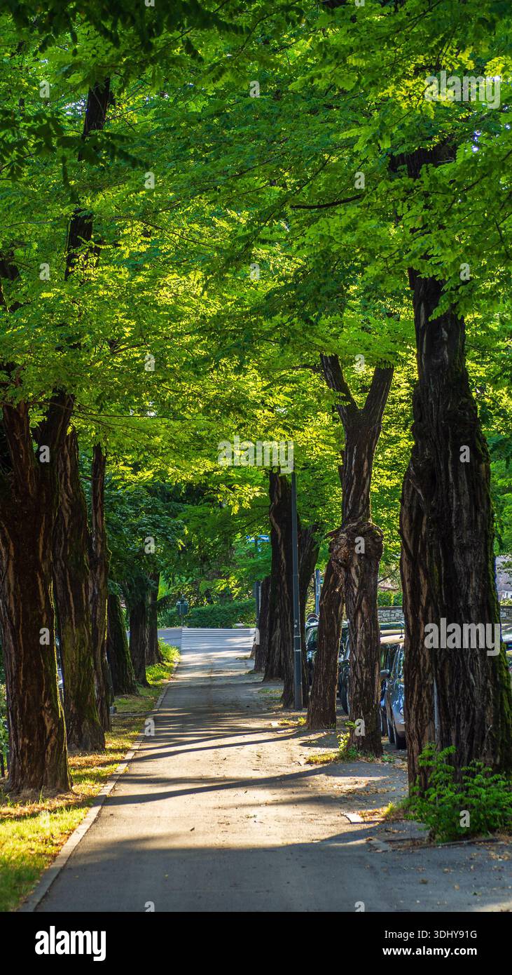 Idyllic Route Surrounded By Tall Trees Creating Soothing Environment For Reflection And Photography Stock Photo