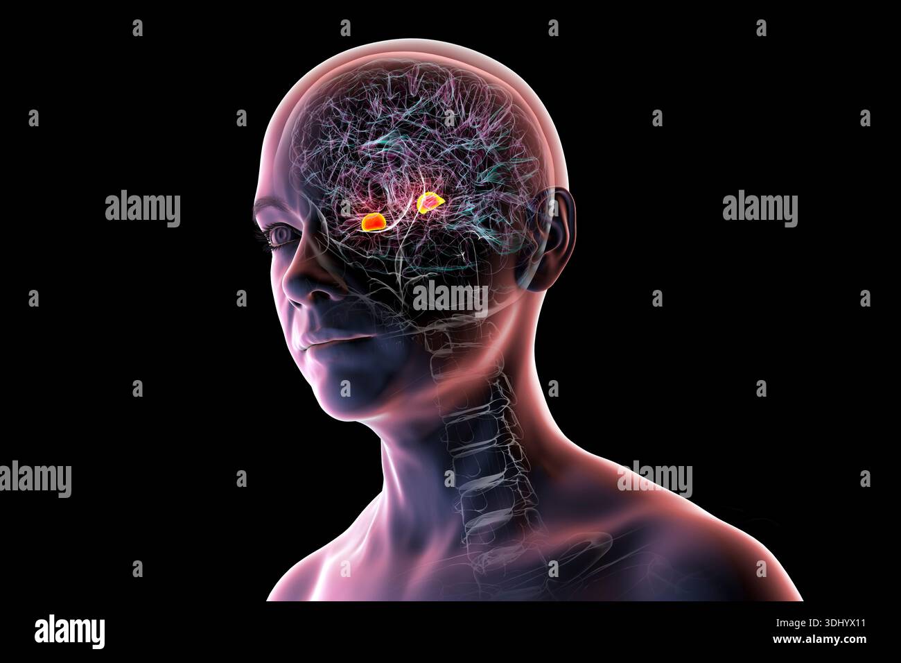 Illustration of the human brain with highlighted amygdala. This almond ...
