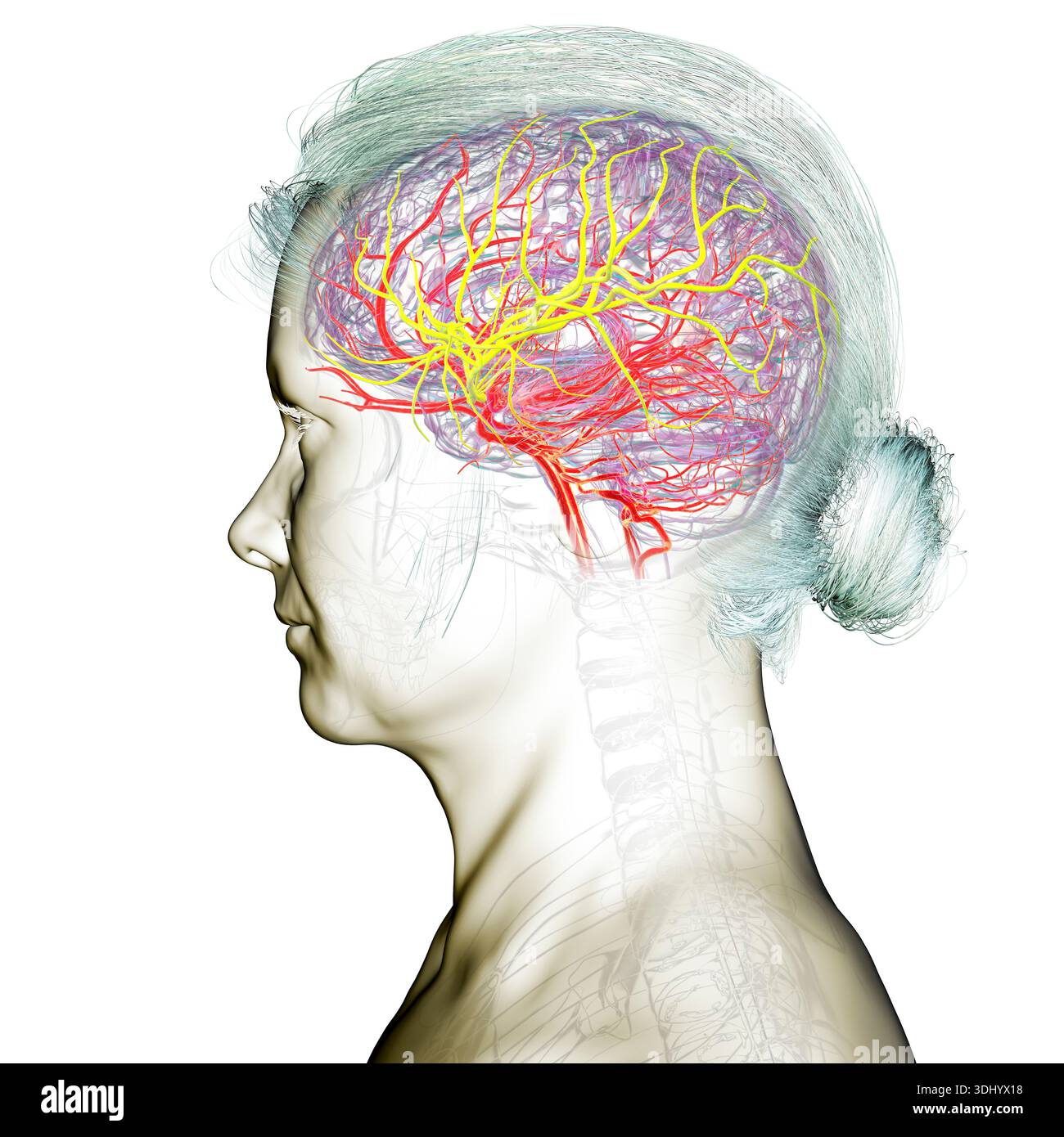 Illustration of the arterial blood supply of the brain with highlighted ...