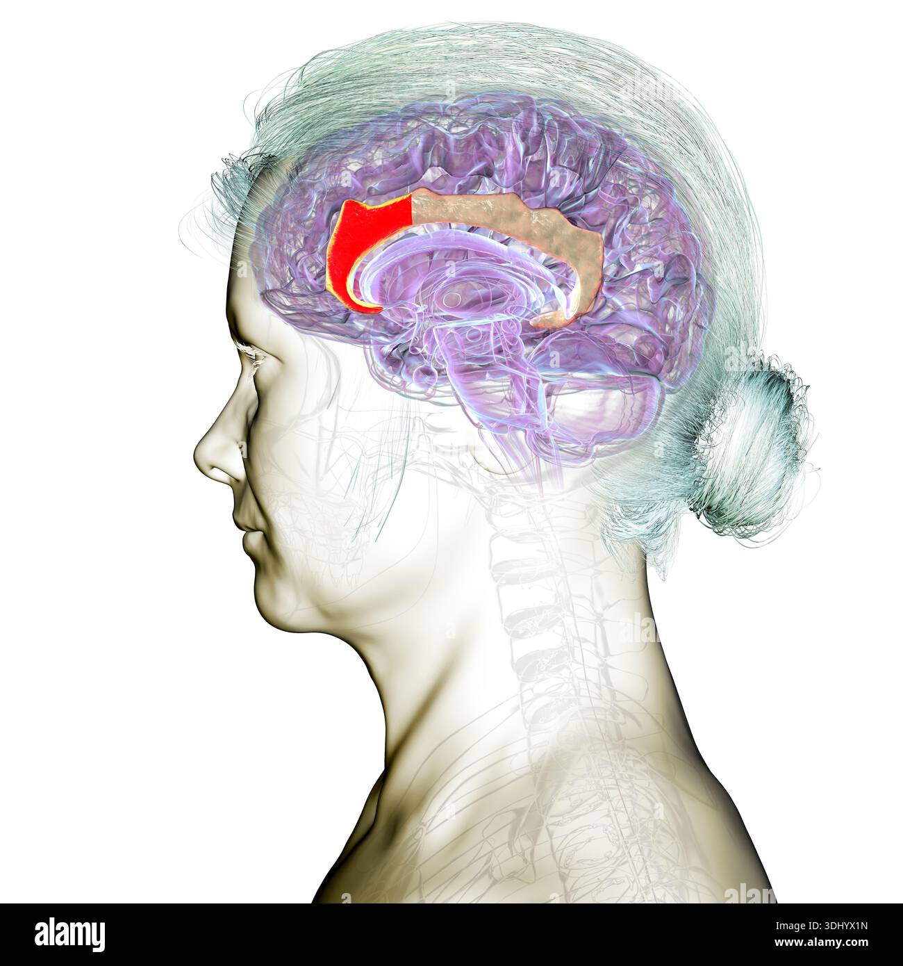 Midcingulate Human brain sagittal mid section hi-res stock photography and images ...