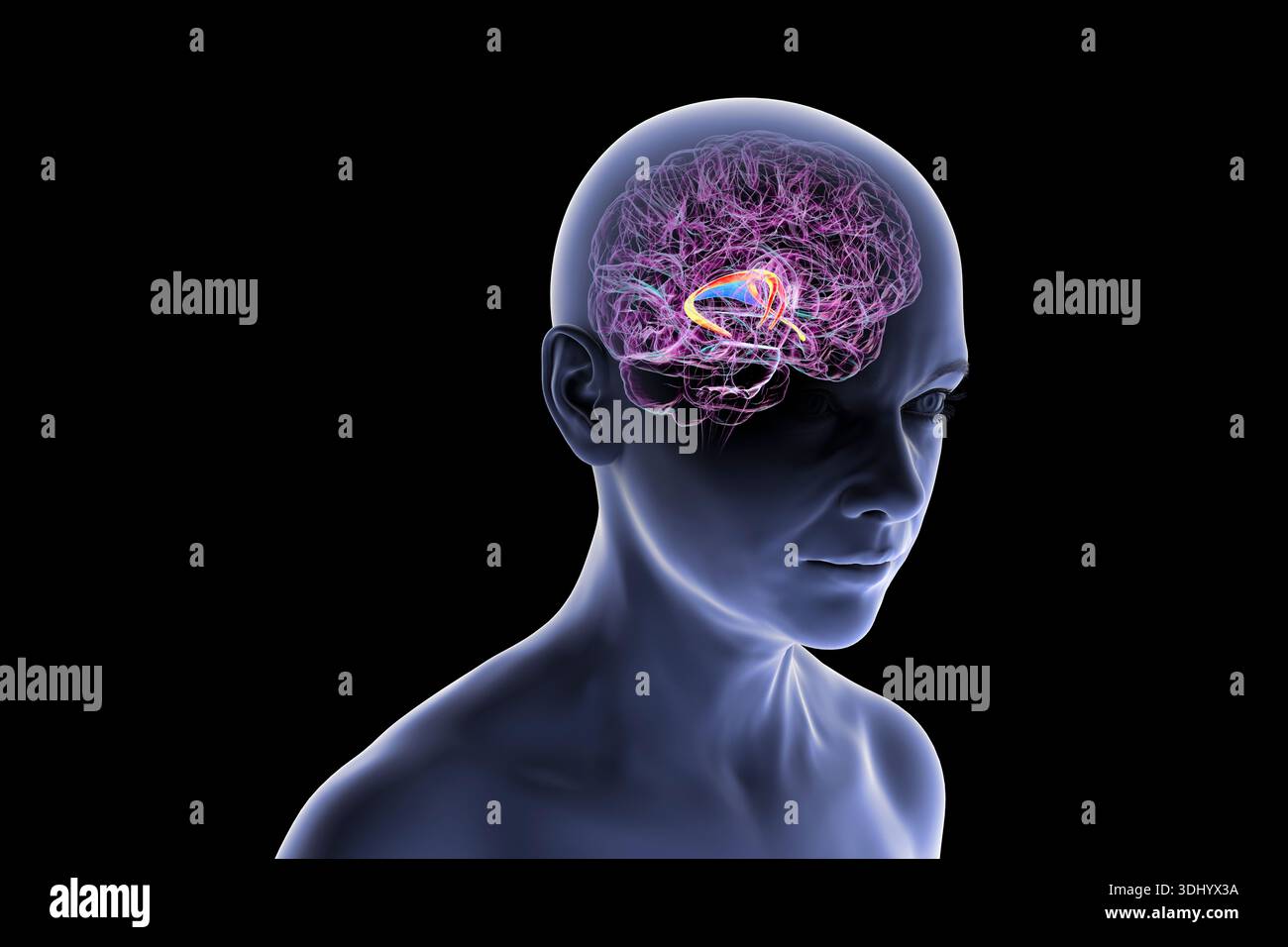 Illustration of the human brain with highlighted brain fornix (orange ...
