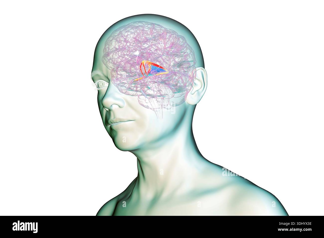 Illustration of the human brain with highlighted brain fornix (orange ...