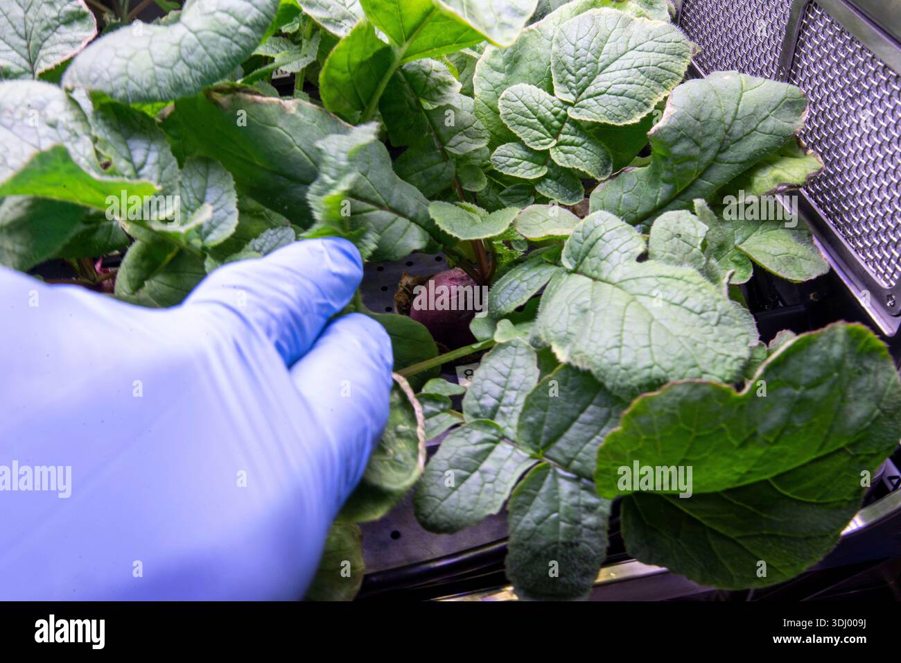 Lime Rfadish Inside A radish bulb among growing radish plants inside the International ...