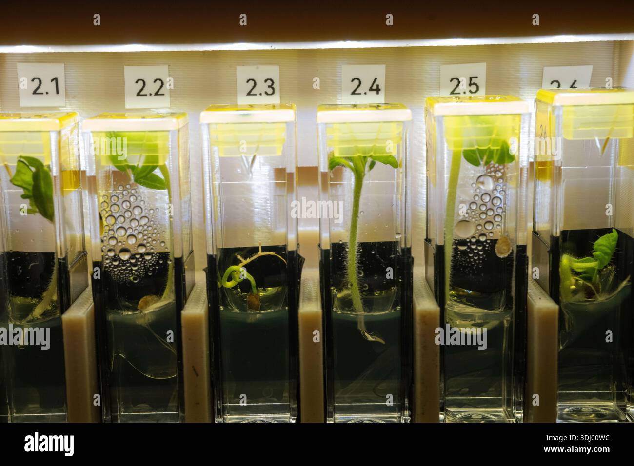 Genetically modified, extremely dwarf tomato plants are pictured growing inside specialised research hardware, called Rhodium BioCuvettes, aboard the International Space Station's Destiny laboratory module. The space botany experiment tests the plants ability to grow without photosynthesis and survive in confined environments in weightlessness potentially supporting crop production on spacecraft. A photograph taken on the International Space Station on 15 May 2025 An optimised version of an original NASA image: Credit: NASA/AMcClain Stock Photo