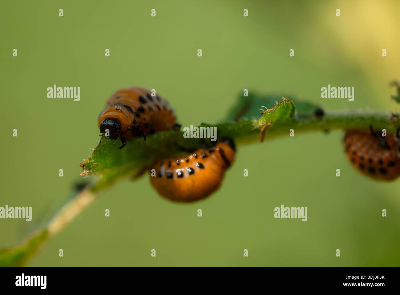 Larvae Infestation Colorado potato beetle larvae are feeding on a potato leaf ...