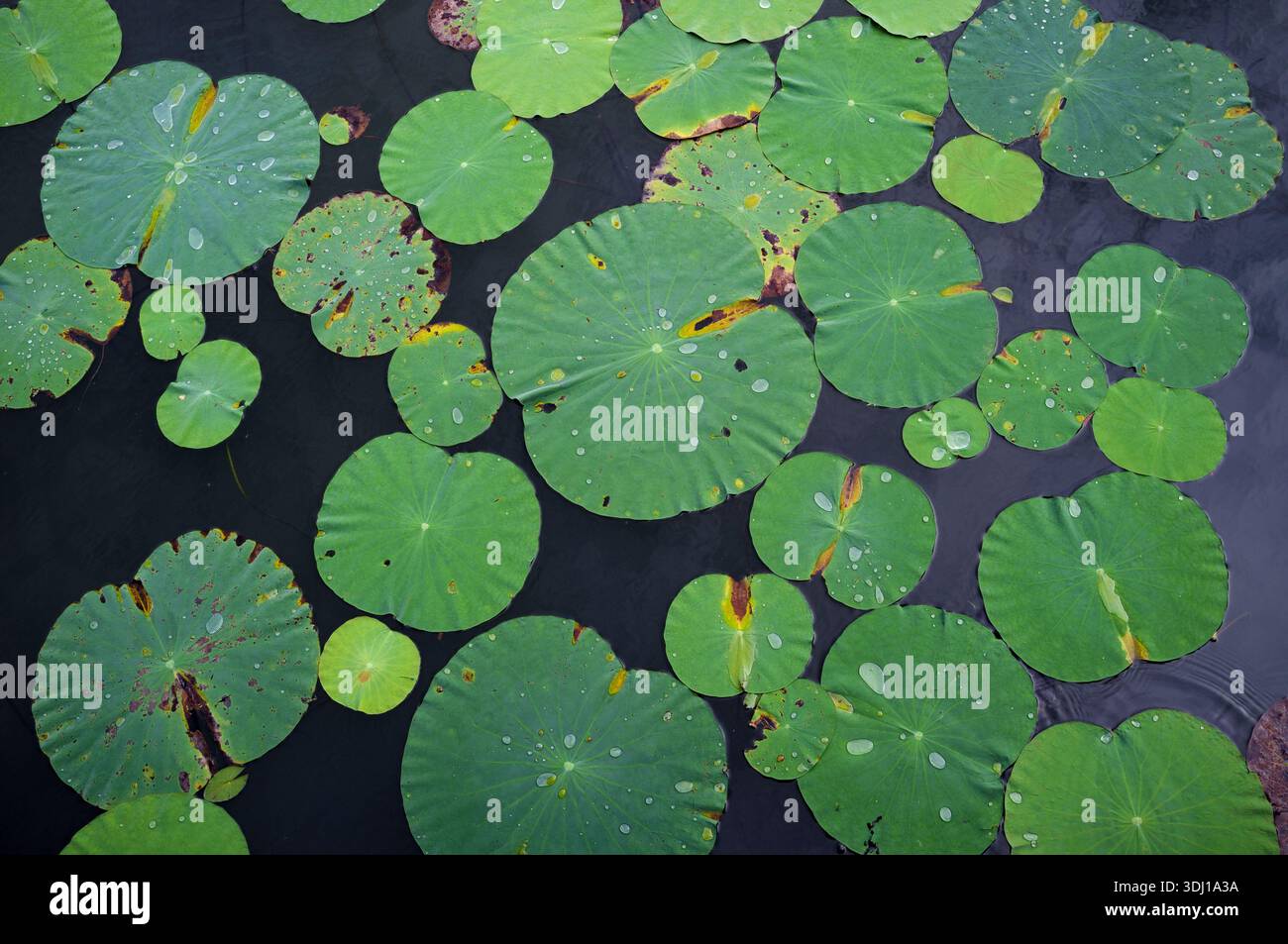 A shot looking down onto a pond full of large green water Lilly leaves at Gardens by the Bay Singapore. Stock Photo