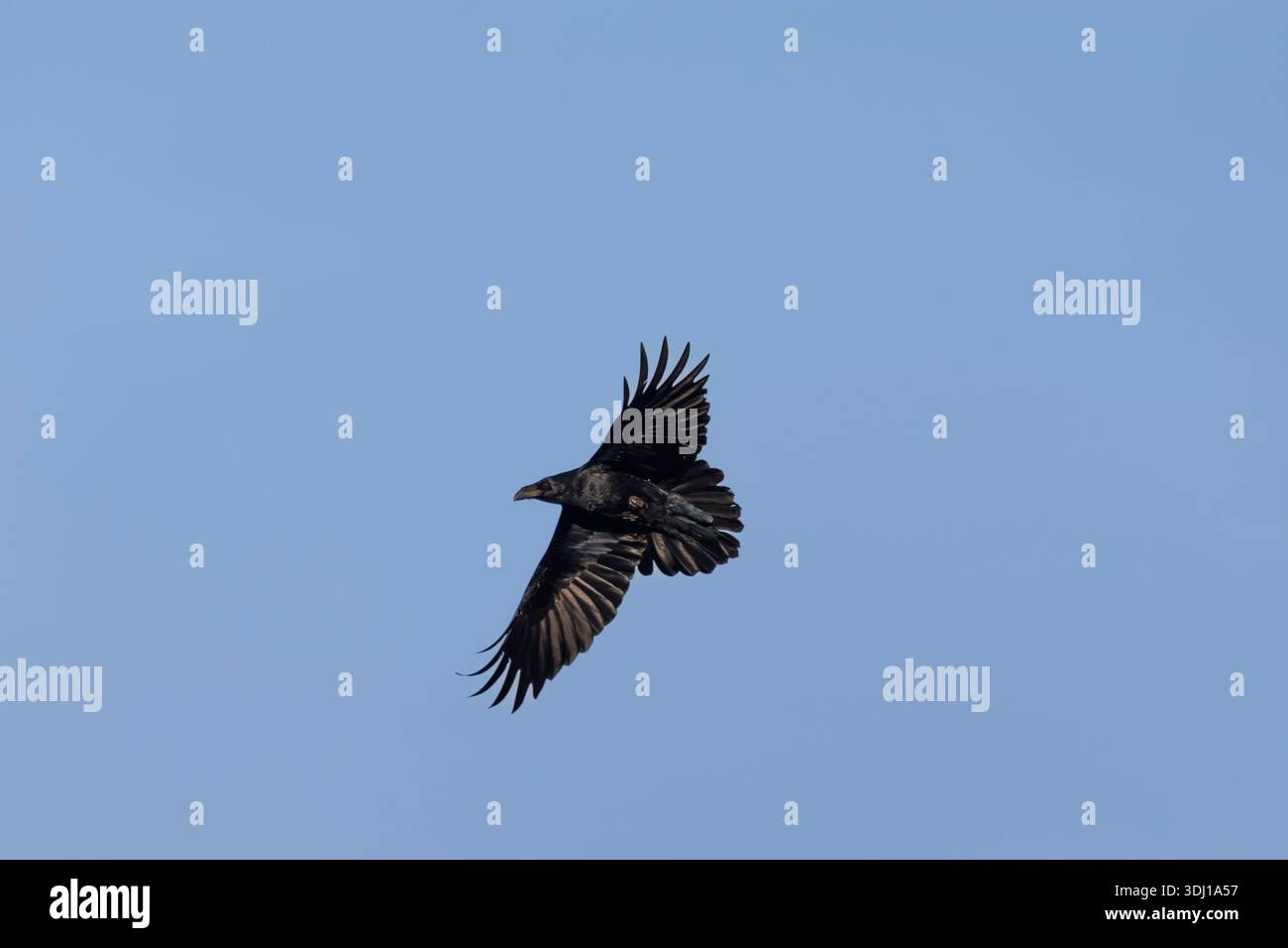 Raven in flight Stock Photo