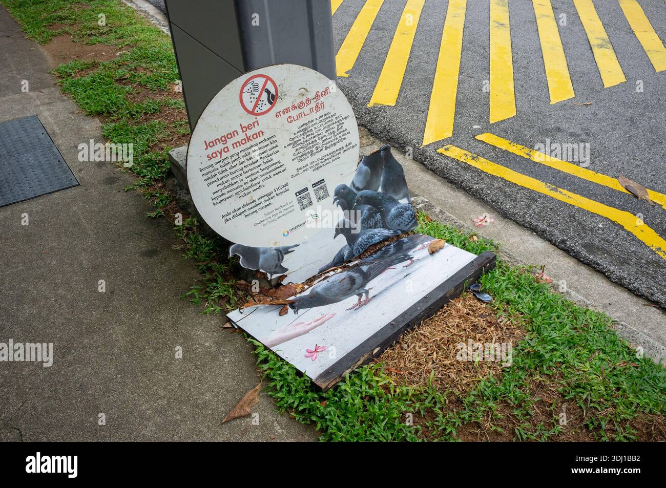 Do not feed the pigeon sign in Singapore Little India area Asia to discourage the spread of diseases. Residents can be fines if caught. Stock Photo
