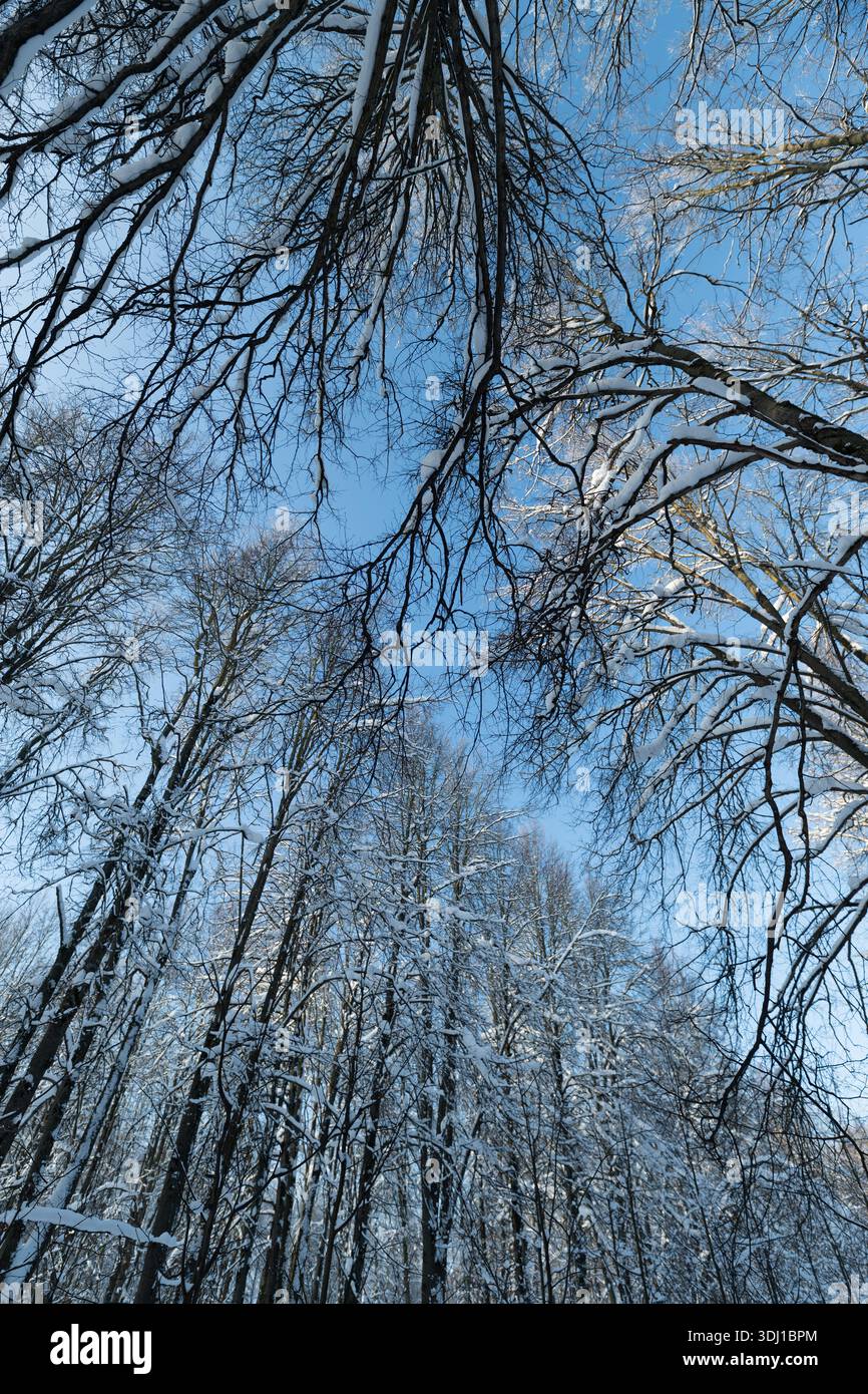 towering birch trunks reaching toward sun, dramatic upward perspective ...