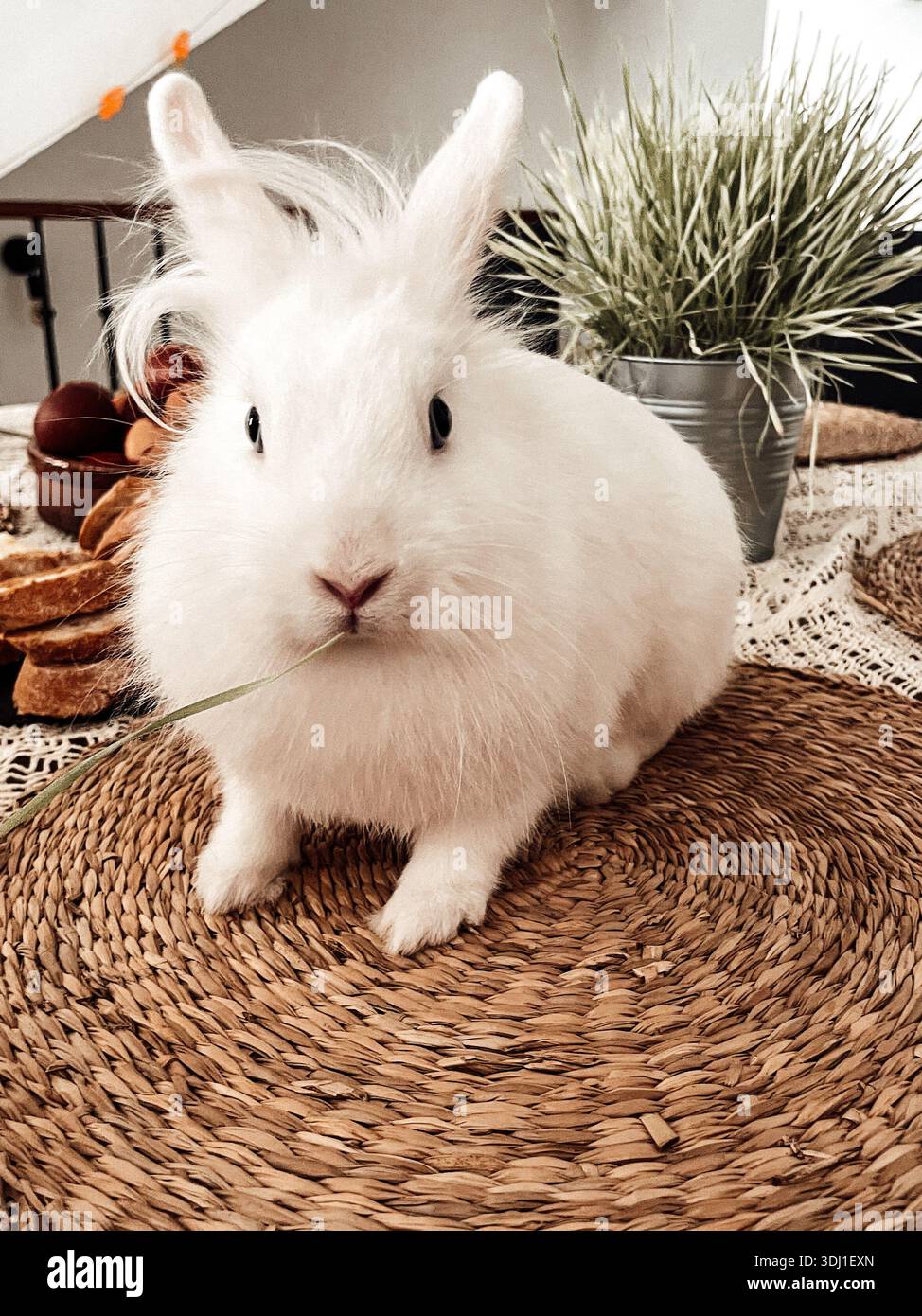 Cute white rabbit indoors with natural home decor - Smartphone Captured Stock Image