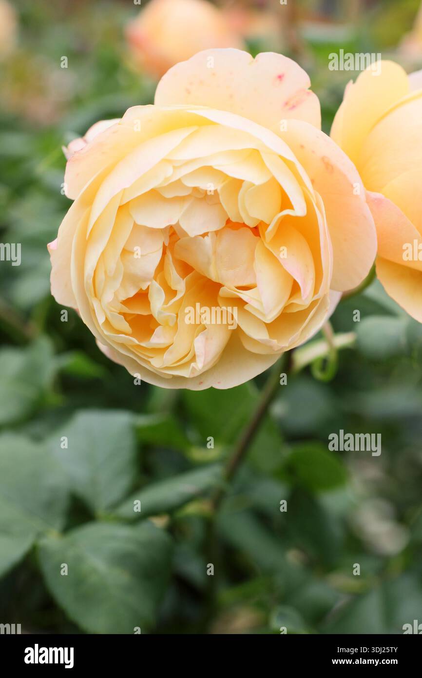 David Austin Lemon Roses Rose flower. Rosa Roald Dahl, a lemon coloured, repeat flowering ...