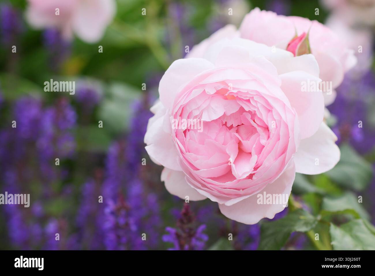 Pink English Shrub Roses Rosa 'Scepter'd Isle', a highly fragrant blush pink English shrub rose ...