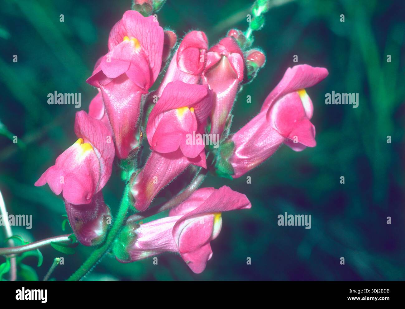Snapdragon Bunch Common Snapdragon, Antirrhinum majus. Bunch of flowers in the plant ...