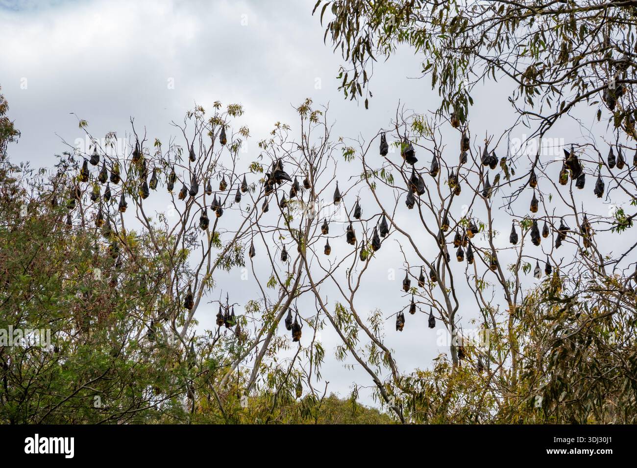 A large colony of wild flying foxes on eucalyptus trees during the day ...