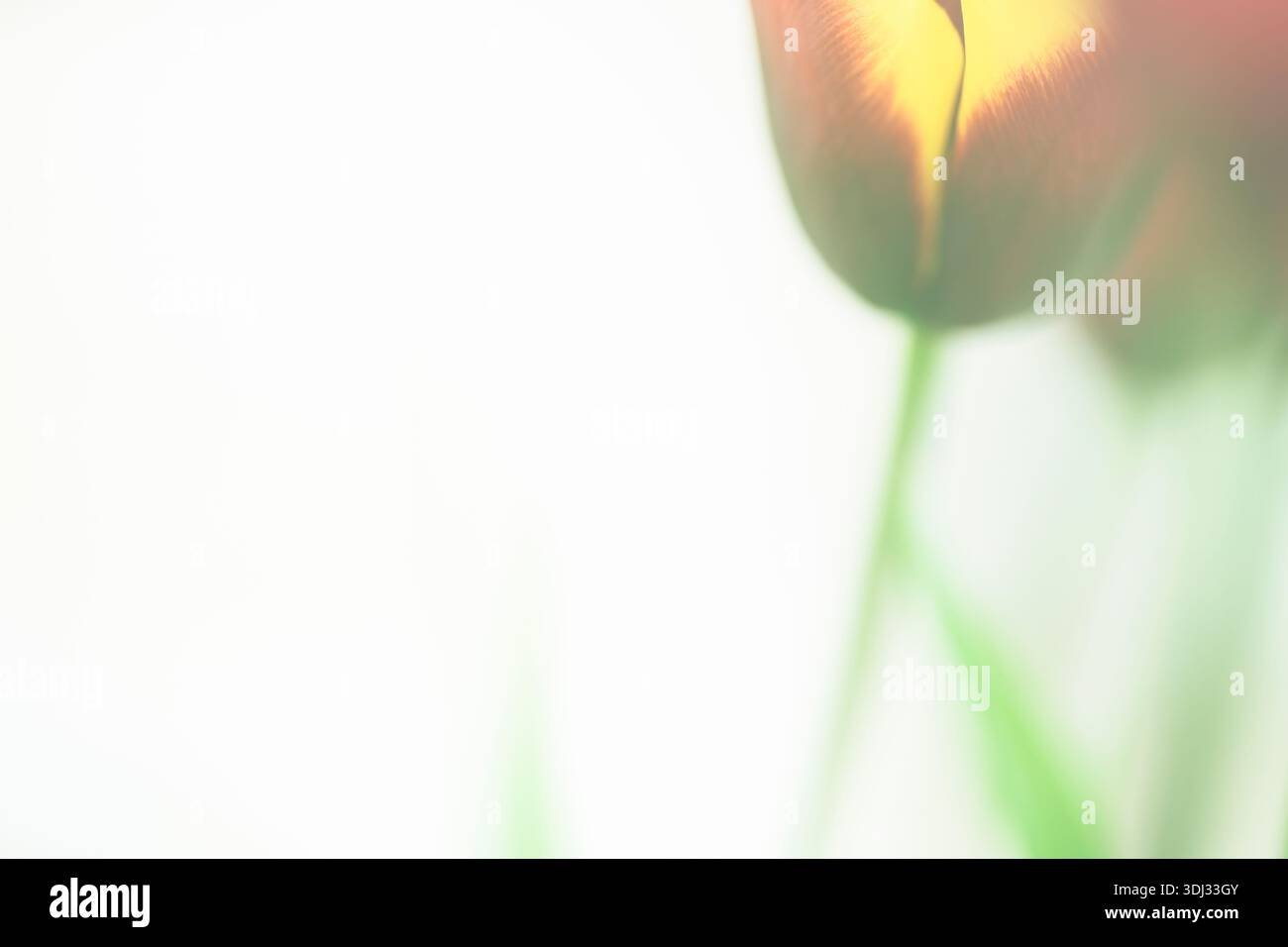 Tulips, UK Stock Photo