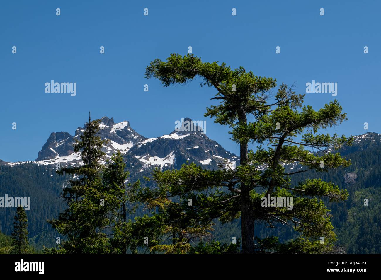 Sky Pilot Mountain near Squamish, BC, viewed from the Sea to Sky Gondola with evergreen forest foreground and snow capped alpine peak. Stock Photo