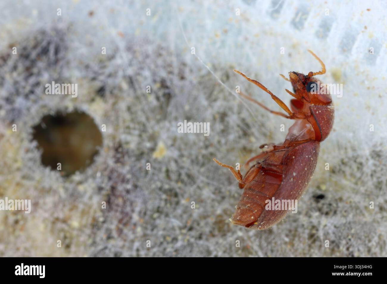 tobacco beetle size Cigarette Identification And Control Guide Cigarette beetle also called tobacco