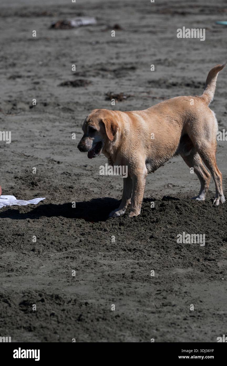 Golden retriever digging hi-res stock photography and images - Alamy