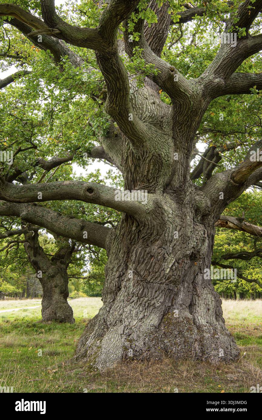 Old oak (Quercus), tree, Klamptenborg, Copenhagen, Denmark Stock Photo