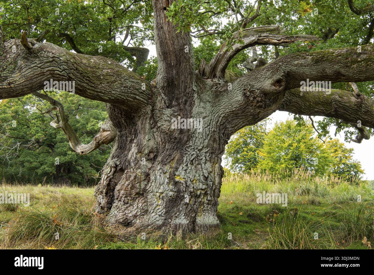 Old oak (Quercus), tree, Klamptenborg, Copenhagen, Denmark Stock Photo