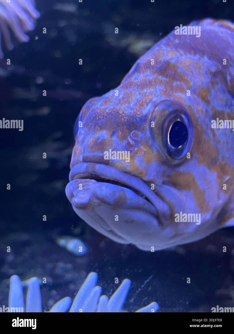 Close-up of a piranha swimming underwater, showing sharp features and textured scales in an aquarium environment. - Smartphone Captured Stock Image