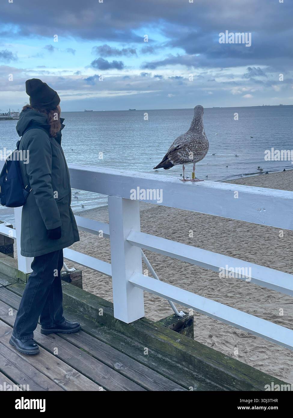 Person standing on a seaside pier looking at a seagull perched on a railing, with calm sea and cloudy sky creating a quiet coastal moment. - Smartphone Captured Stock Image