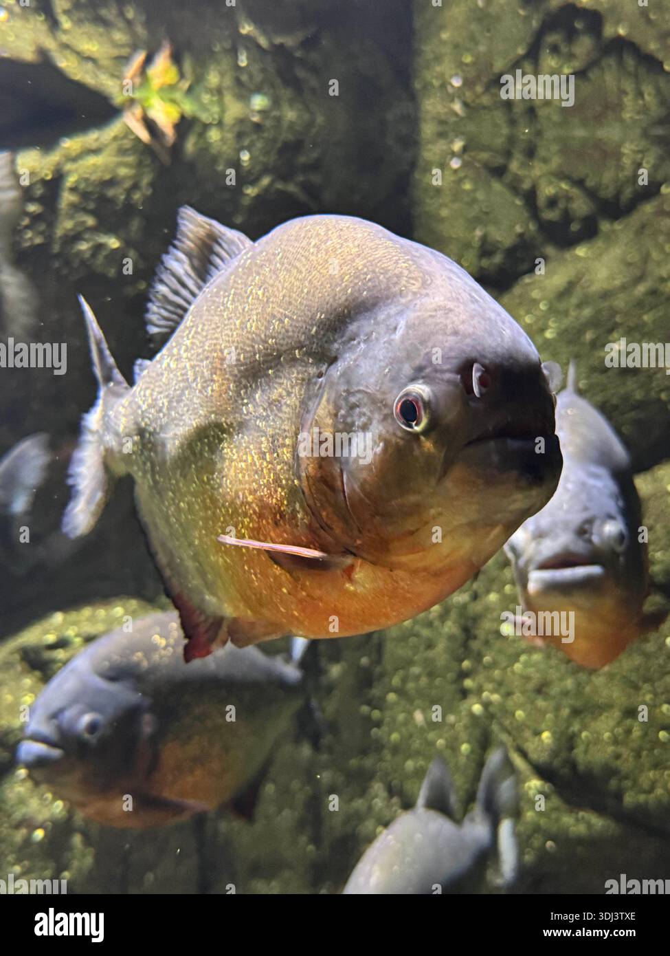 Close-up of a piranha swimming underwater, showing sharp features and textured scales in an aquarium environment. - Smartphone Captured Stock Image