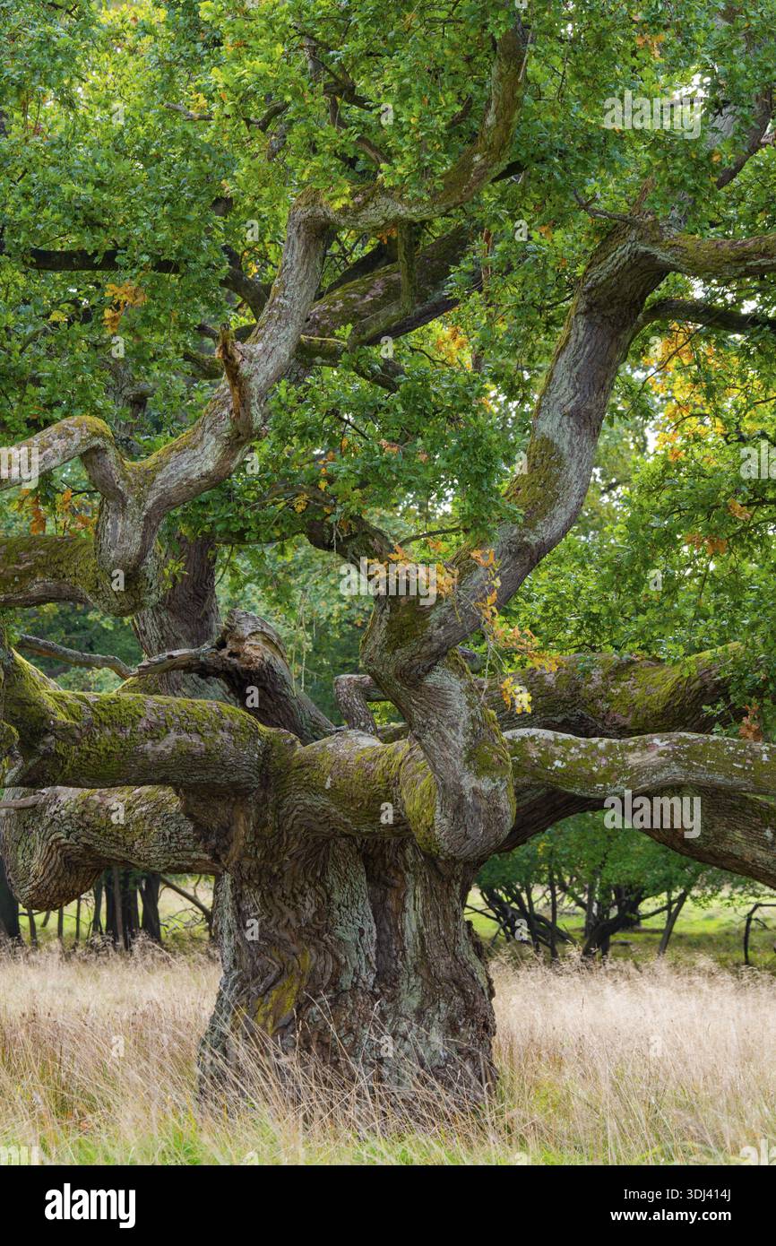 Old oak (Quercus), tree, Klamptenborg, Copenhagen, Denmark Stock Photo