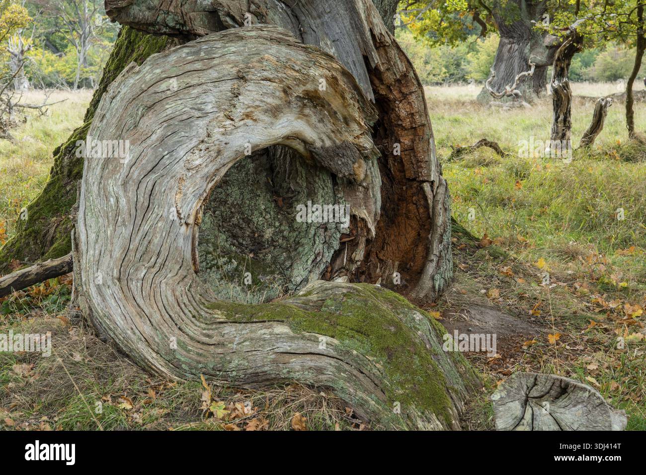 Old oak (Quercus), tree, Klamptenborg, Copenhagen, Denmark Stock Photo