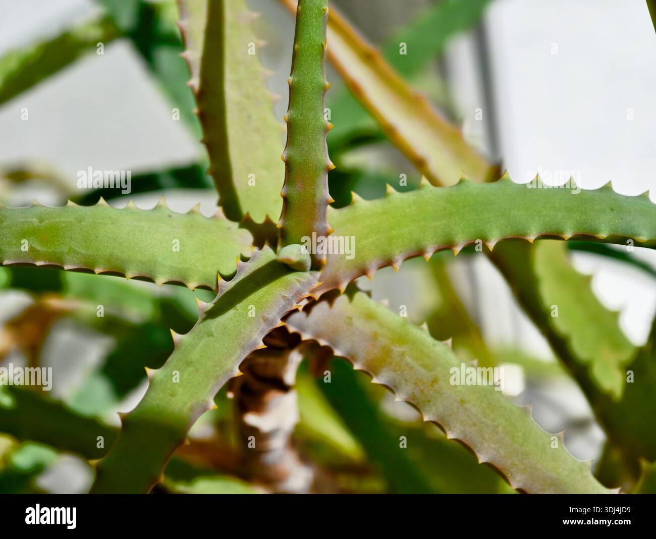 Aloe plant with spiky leaves growing in natural light at home Stock Photo -  Alamy