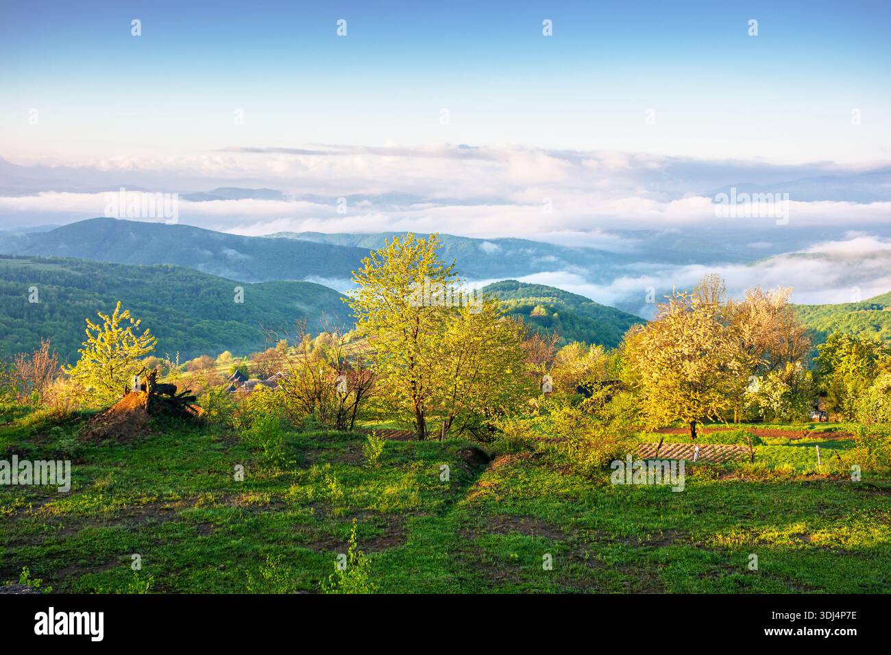 carpathian mountain landscape of ukraine in morning fog. lush green alpine meadows in spring. beautiful view in to the valley. blue sky with clouds on Stock Photo