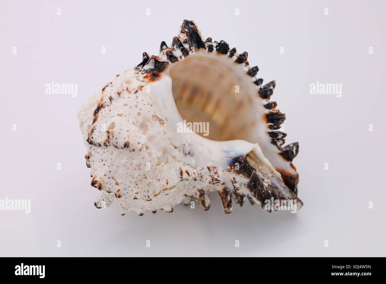 Natural Textured Sea Shell on White Background Stock Photo