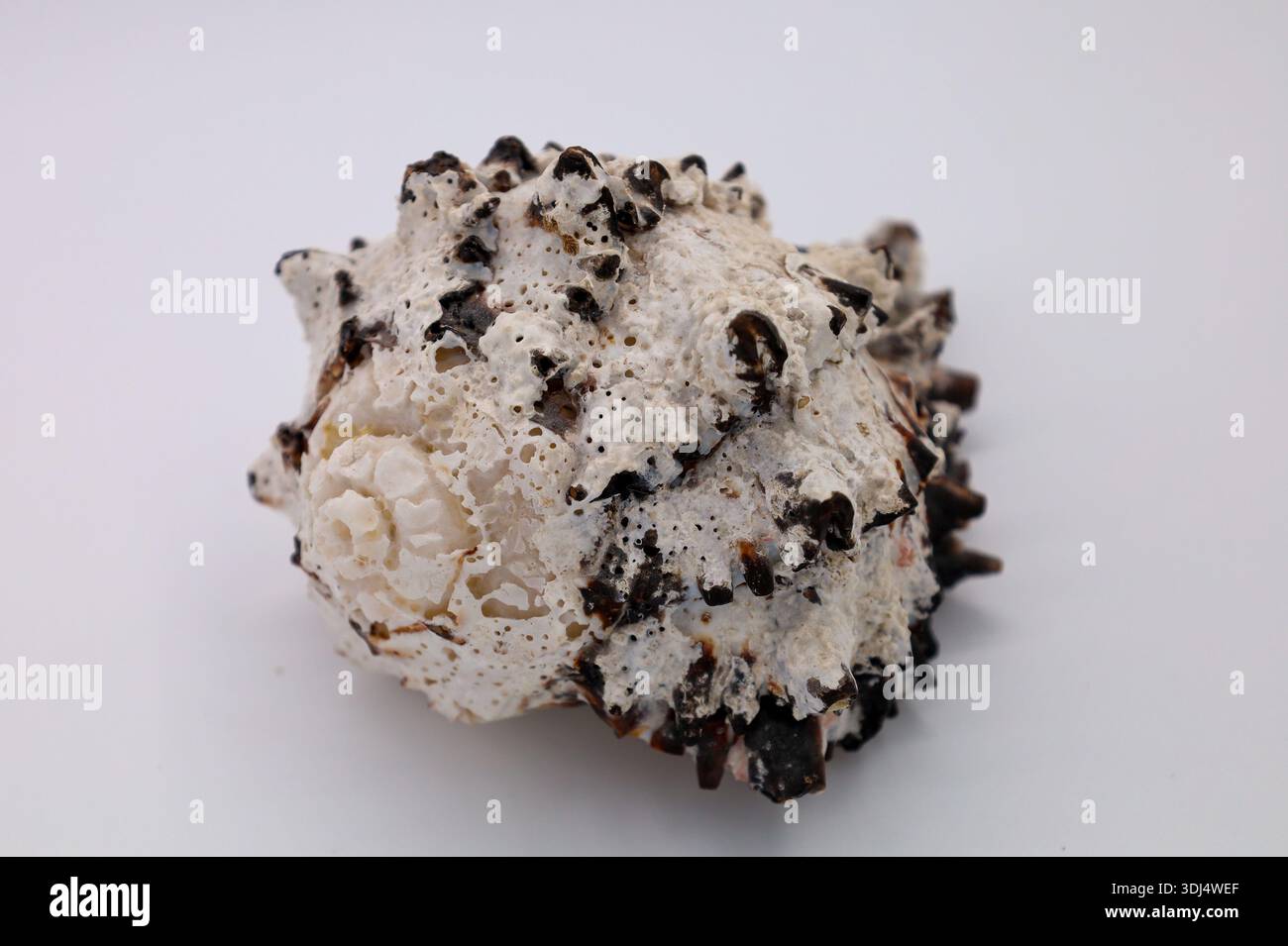 Natural Textured Sea Shell on White Background Stock Photo