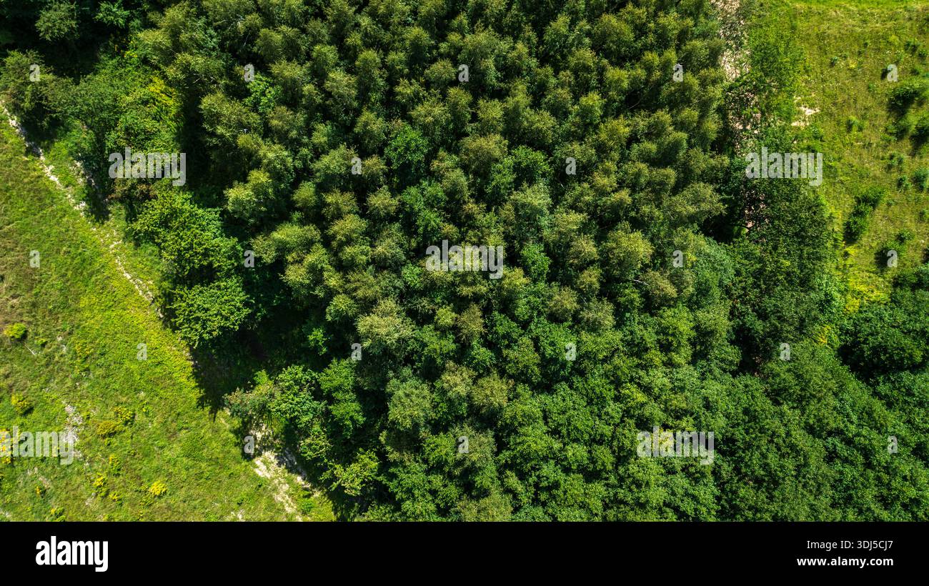 Aerial view shows rich forest hi-res stock photography and images - Alamy