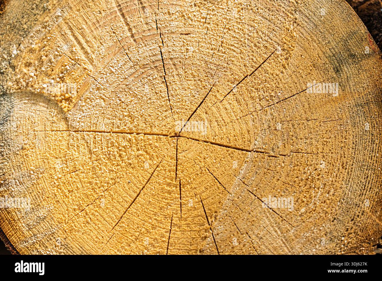 Cross Section of a Tree Trunk Natural Patterns and Growth Rings ...