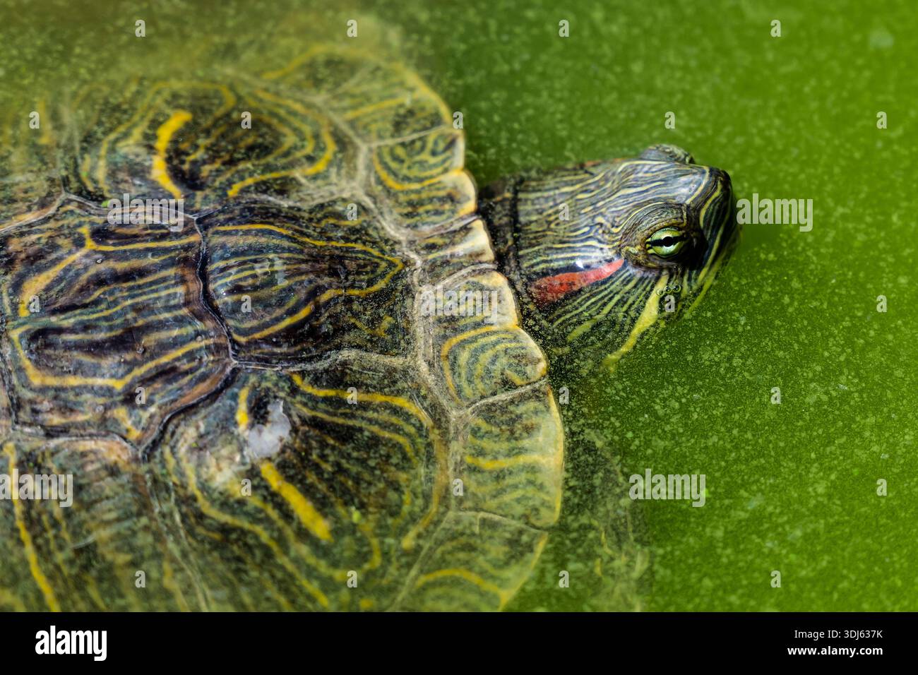 Turtle Initmate Microscopic markings hi-res stock photography and images - Alamy
