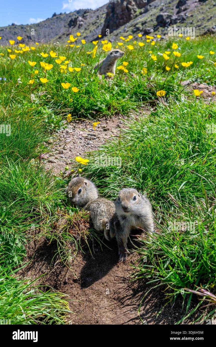 Baby gophers on background hi-res stock photography and images - Alamy