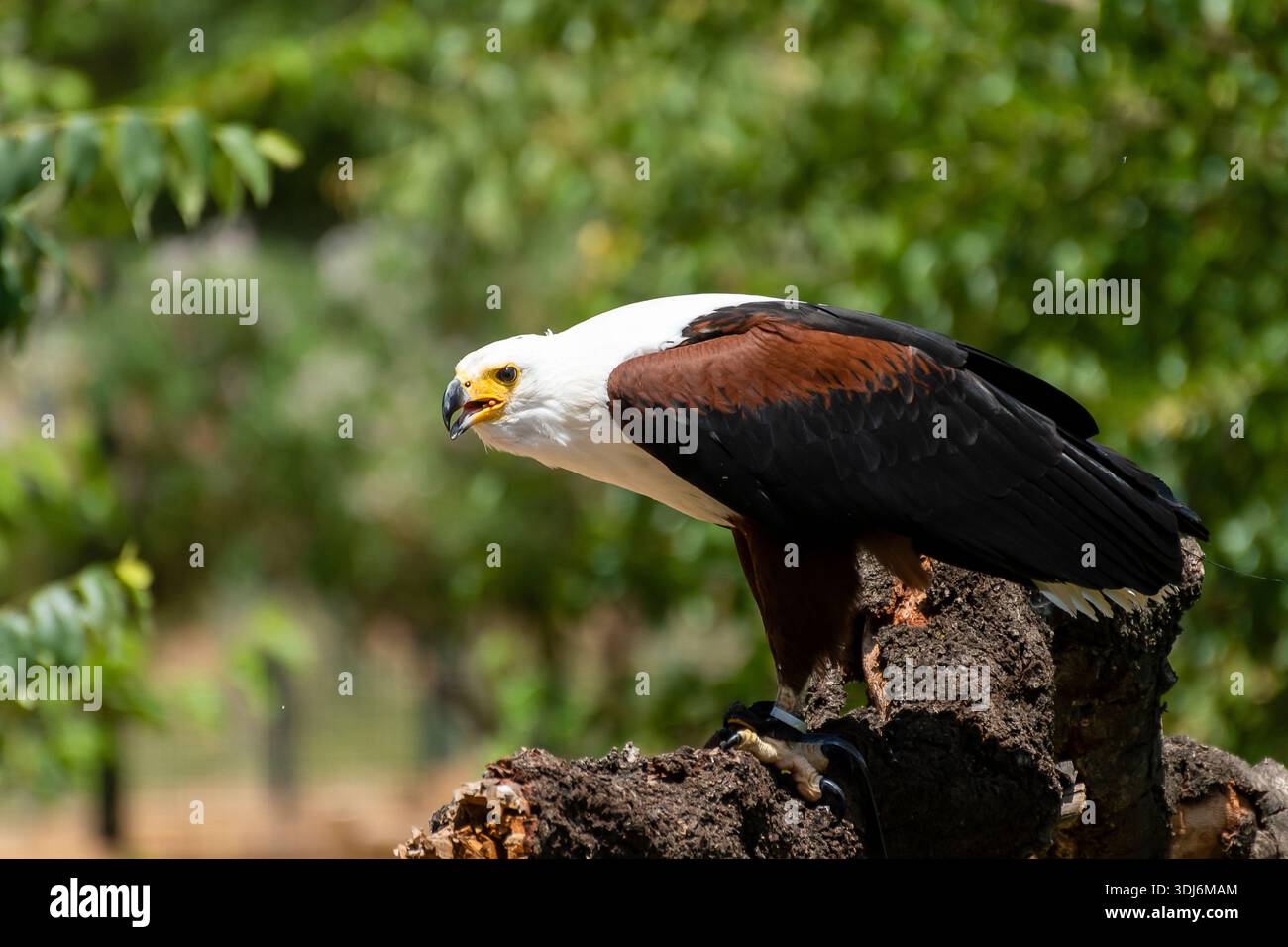 A beautiful eagle displays its striking plumage while sitting on a ...