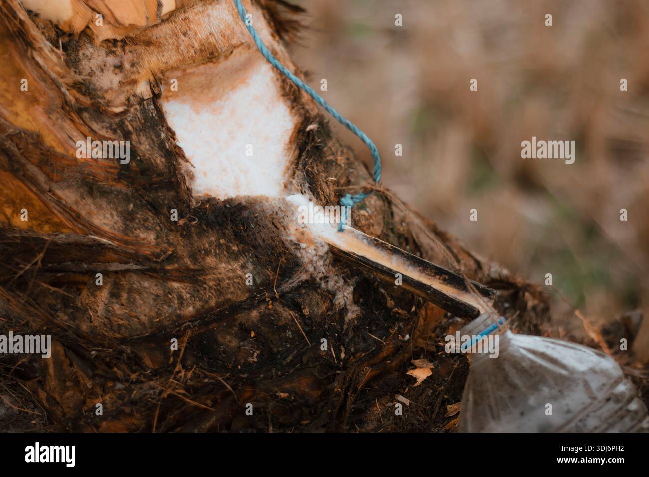 Traditional palm sap harvesting method with plastic container tied to date palm tree in village field Stock Photo