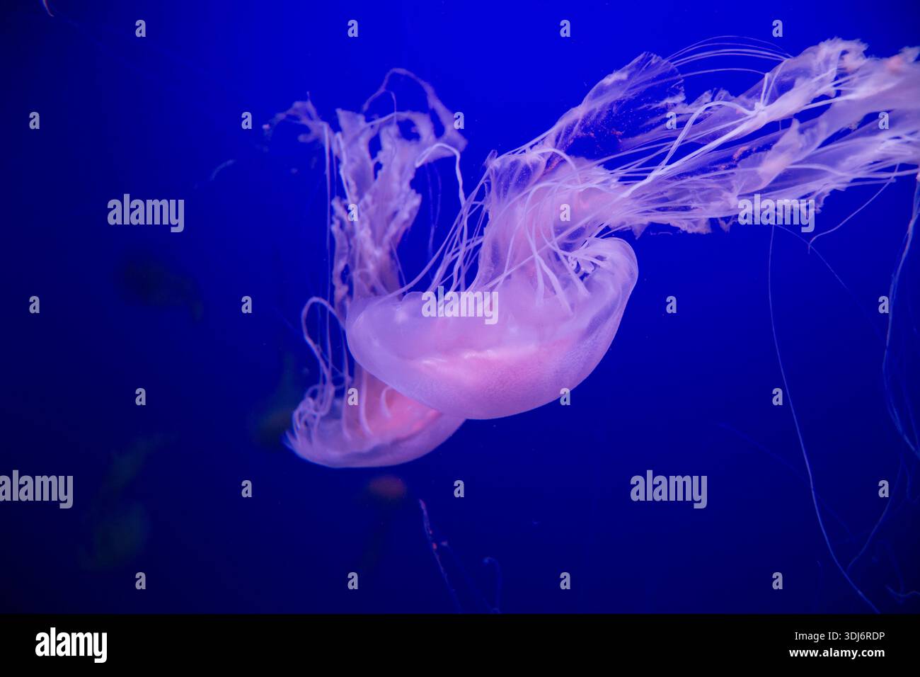 A pair of jellyfish gracefully swimming in deep blue water, showcasing ...
