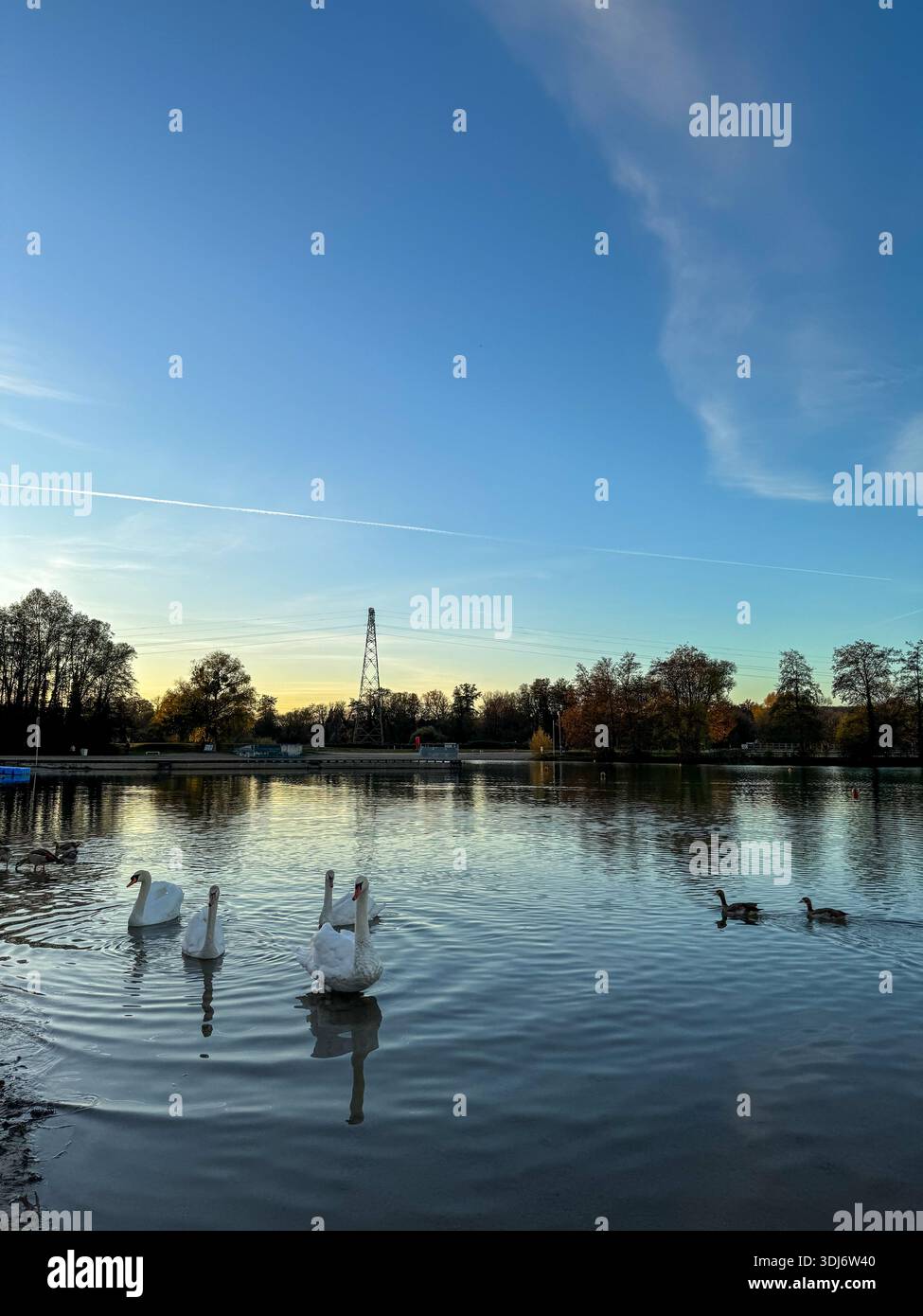 a group of white swans and ducks swimming on the doubs river,France,at sunset. the calm water reflects the golden sky and surrounding autumn trees. - Smartphone Captured Stock Image