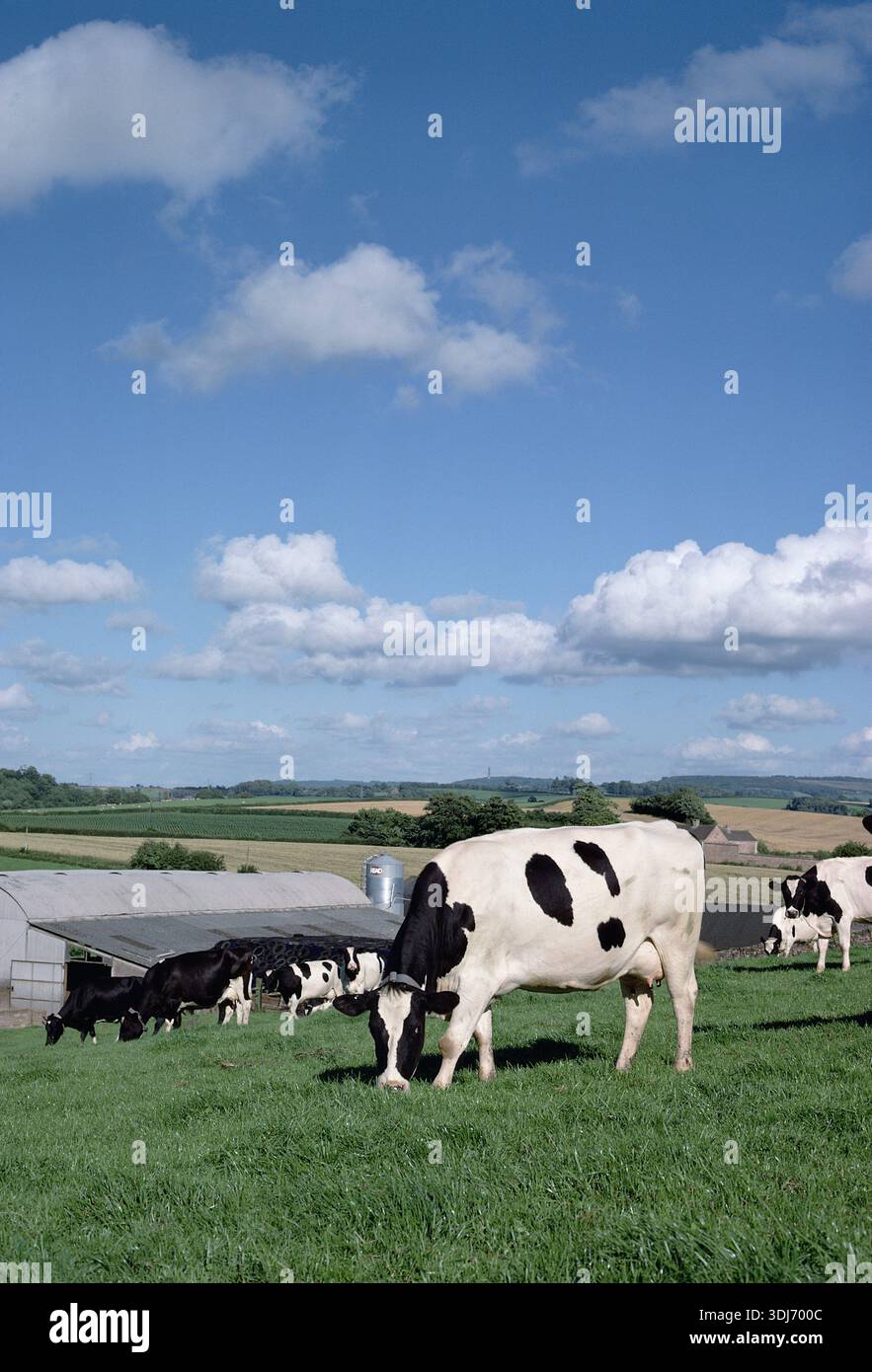 Herd of Holstein Friesian dairy milking cows grazing at pasture summer ...