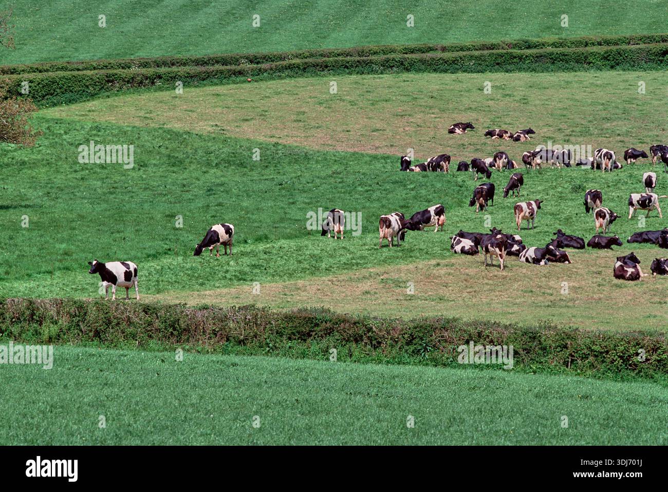 Herd of Holstein Friesian dairy cows at pasture summer time. Shows cows ...