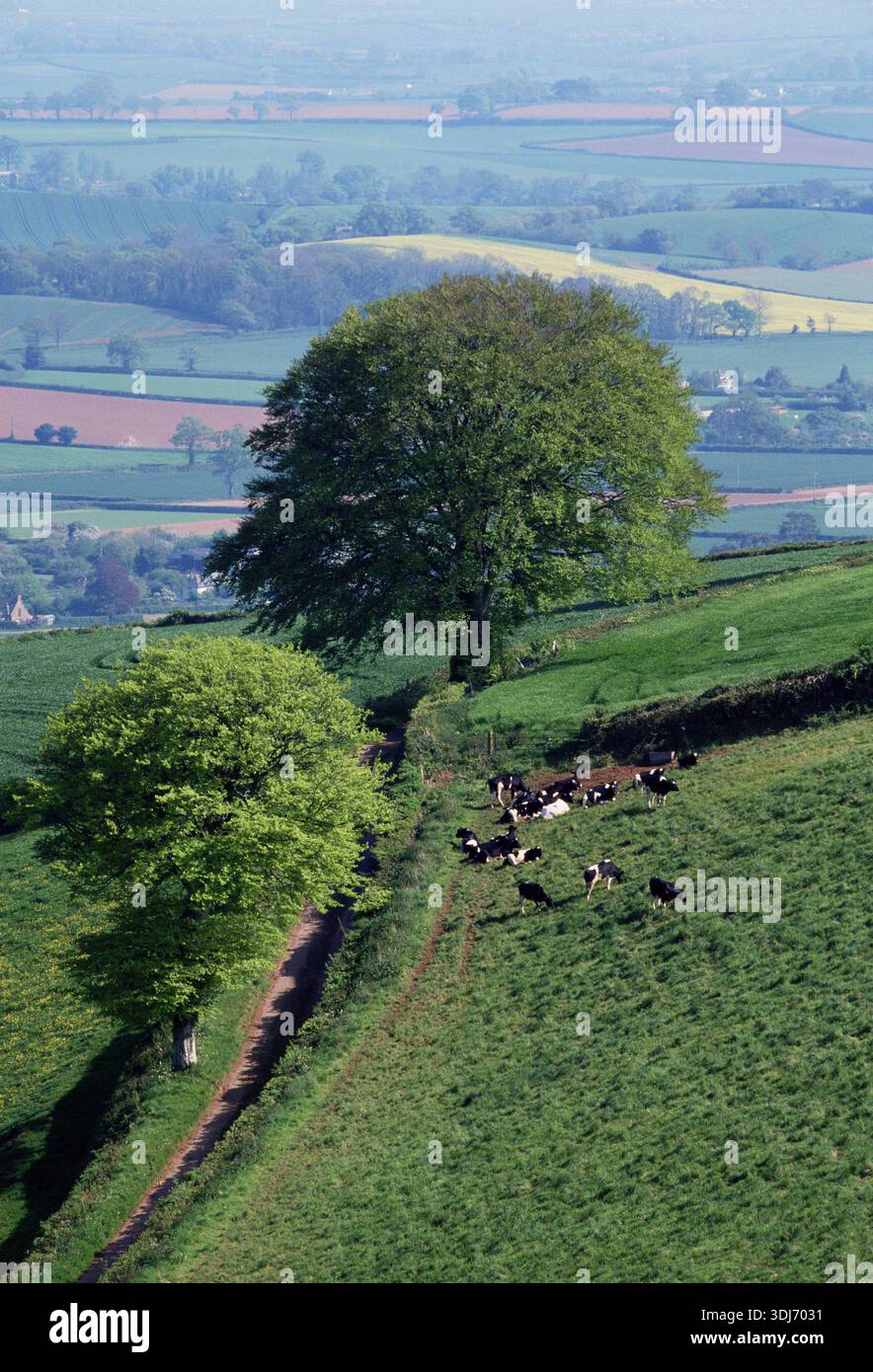 Spring Cattle Photography Mixed farmland scene showing livestock and arable farming. Oak tree in ...