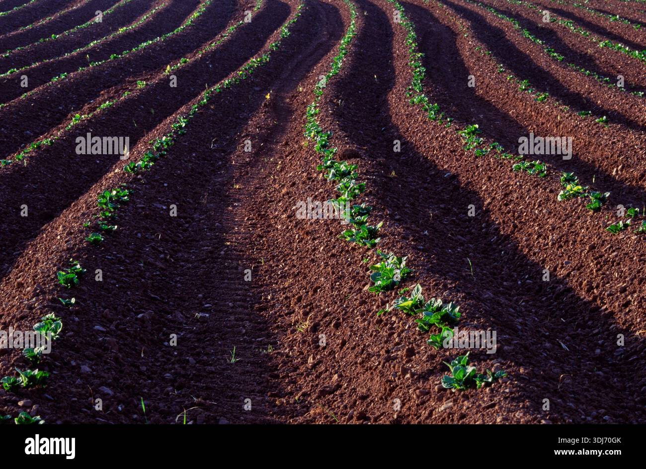 Between Potato Ridges Potato ridges hi-res stock photography and images - Alamy