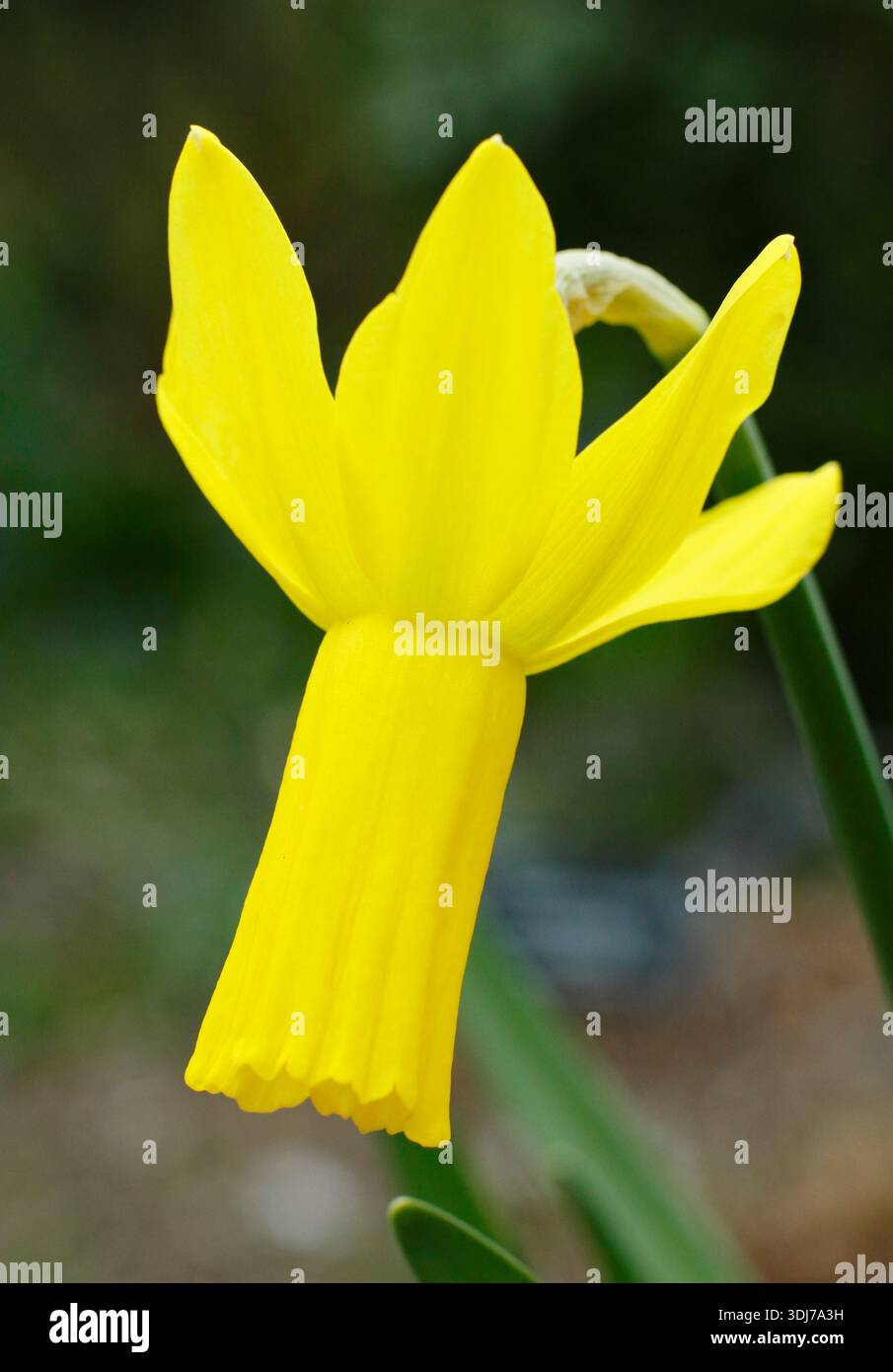 Narcissus Rapture, cyclamineus daffodil with golden flowers and swept back petals in flower in early spring. UK Stock Photo