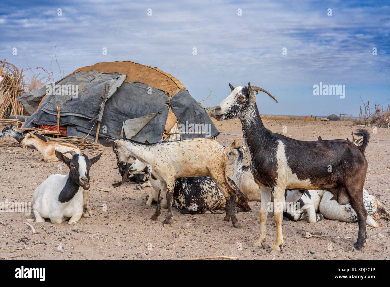 Nomadic family from the Afar region (Ethiopia Stock Photo - Alamy