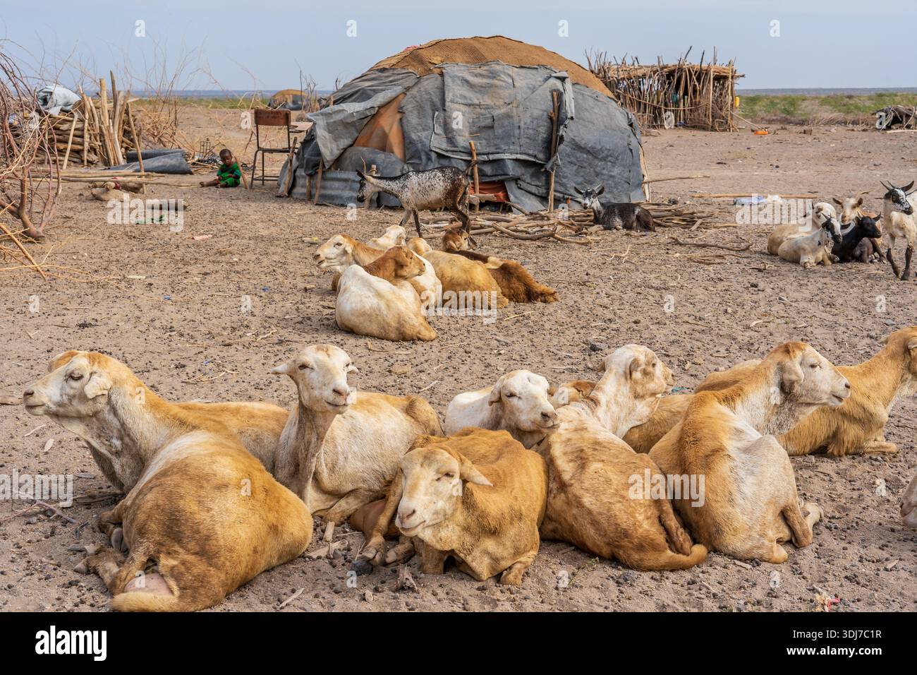 Nomadic family from the Afar region (Ethiopia Stock Photo - Alamy